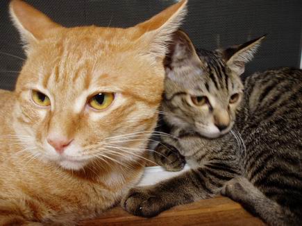 寄り添いながらもあらぬ方を向く