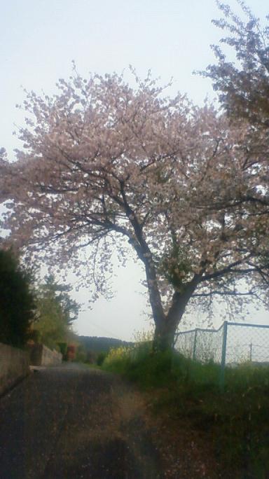 きれいな桜だね～