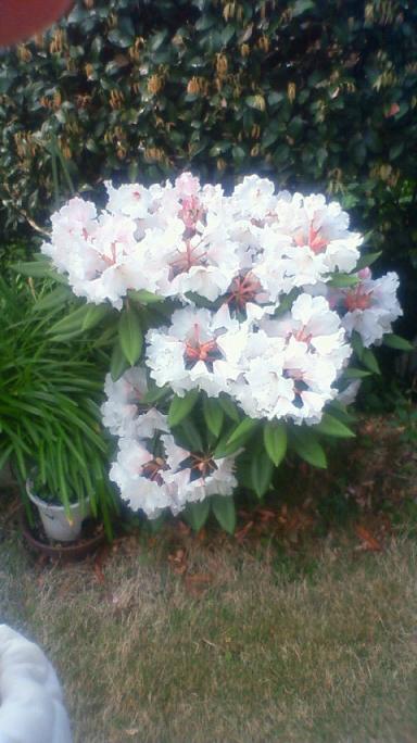 シャクナゲの花も満開だ～