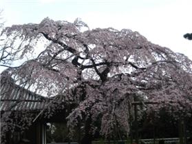 枝垂桜.jpg