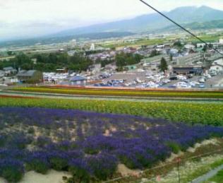 ラベンダー.JPG