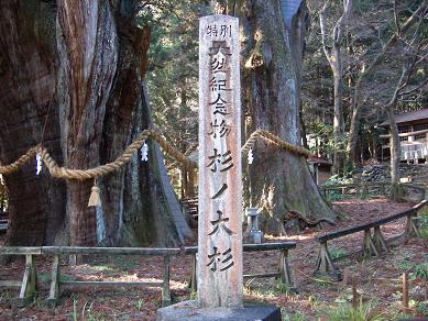 八坂神社 大杉