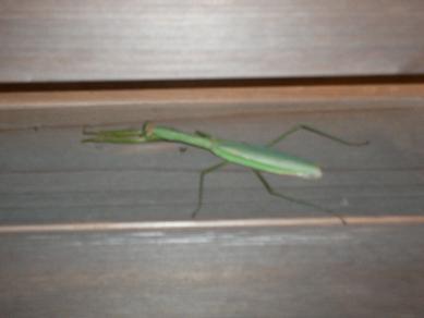 2010年10月17日恩智神社拝殿裏のカマキリさん