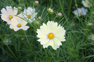 コスモス