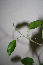 ベンジャミン２