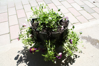 ビオラのハンキング