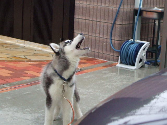 雨を食べる3