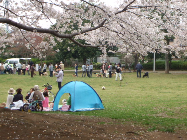 お花見