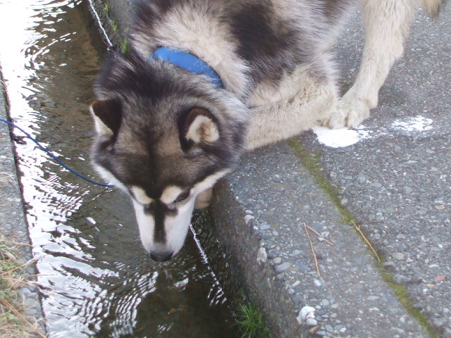 水のみ