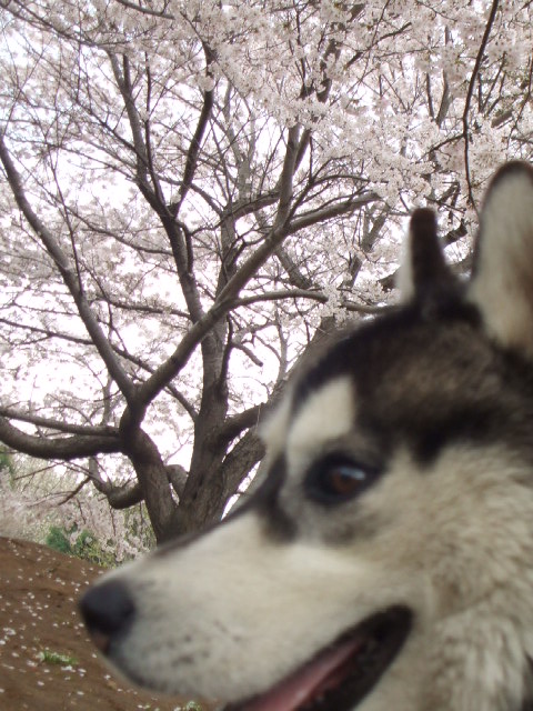 さくらとリュウ