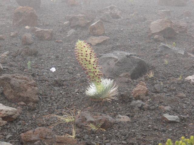 ハレアカラの高山植物