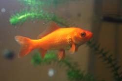 0528kingyo.jpg
