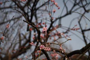 0222ume3.jpg