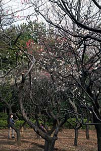 0222ume5.jpg