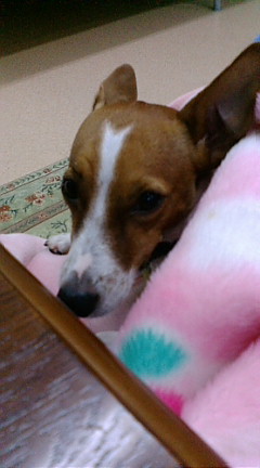 どうせお留守番・・・。