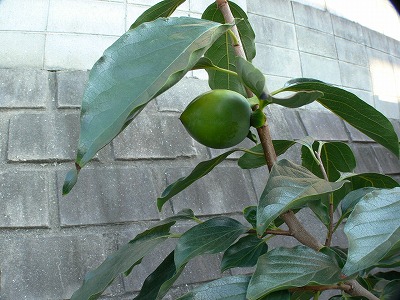 a02.jpg