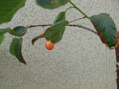 P1050027.jpg