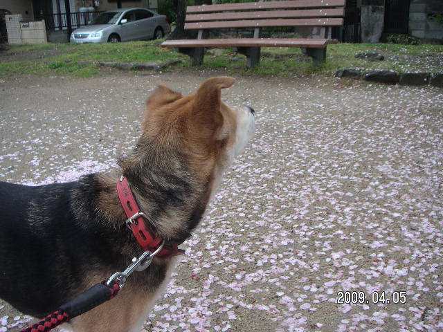 愛犬とさくら