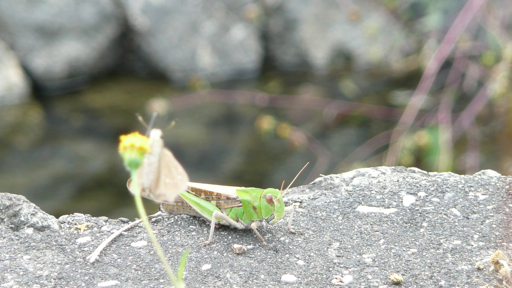 殿様の手前で食事中
