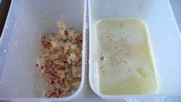 8月22日朝のジュース搾り上がり