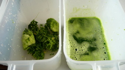 ８月１３日の青汁搾り上がり