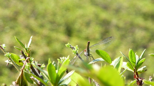 こうなってたんだ