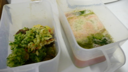 8月20日の青汁搾り上がり