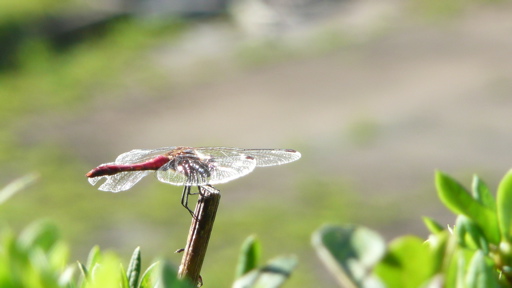 がんばりトンボ２