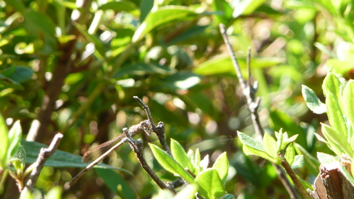 細くてもがんばる