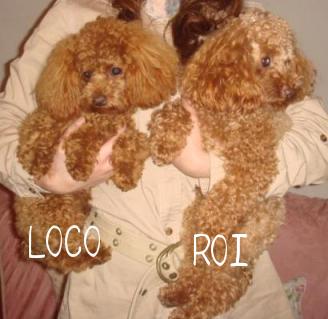 ROI LOCO.jpg