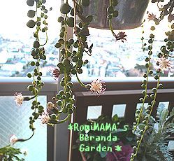 咲いてる咲いてる～