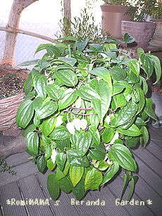 冬咲きクレマチス