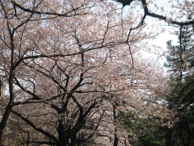 四谷桜