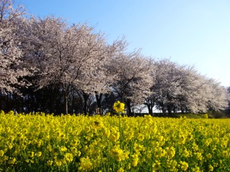 菜の花畑