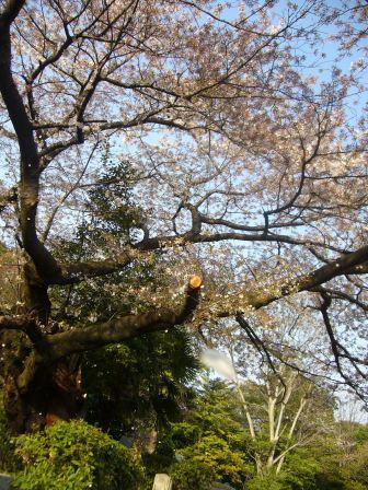 散り際の桜