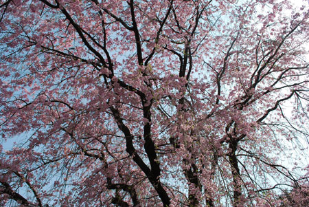 紅八重枝垂桜