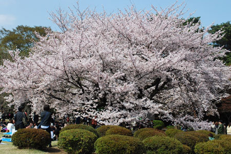 新宿御苑の吉野桜