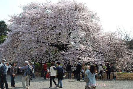 新宿御苑の桜の大木