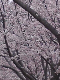 桜 2