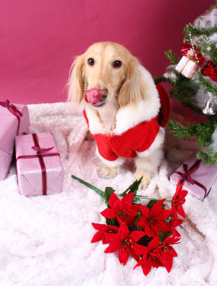 あのん ペロリン♪