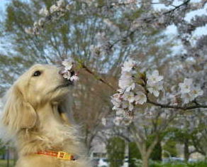 あのん＆桜1