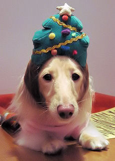 あのん クリスマスツリーの被り物♪