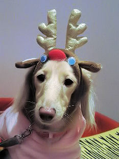 あのん トナカイさん♪