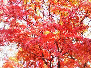 高尾山　紅葉２