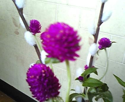 花　紫　アップ２