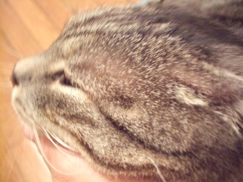 dscf4649.jpg