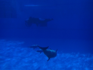 水族館３