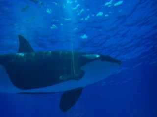 水族館４