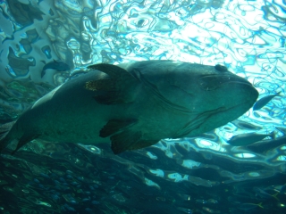 水族館６