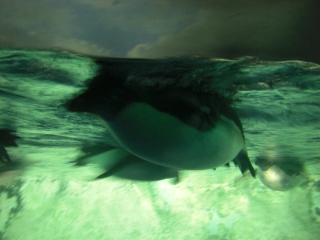 水族館８